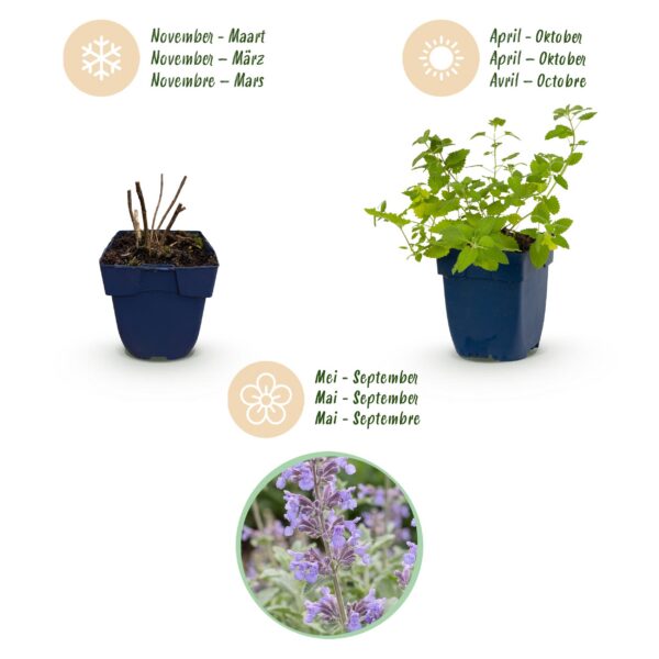 Nepeta faassenii - Kattenkruid - Bijen- en vlinderlokkers - Paars