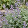Nepeta faassenii - Kattenkruid - Bijen- en vlinderlokkers - Paars