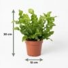 Asplenium Crispy Wave - Asplenium Crispy Wave - 4 Planten - met Potter Wit