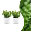 Asplenium Crispy Wave - Asplenium Crispy Wave - 2 Planten - met Potter Wit