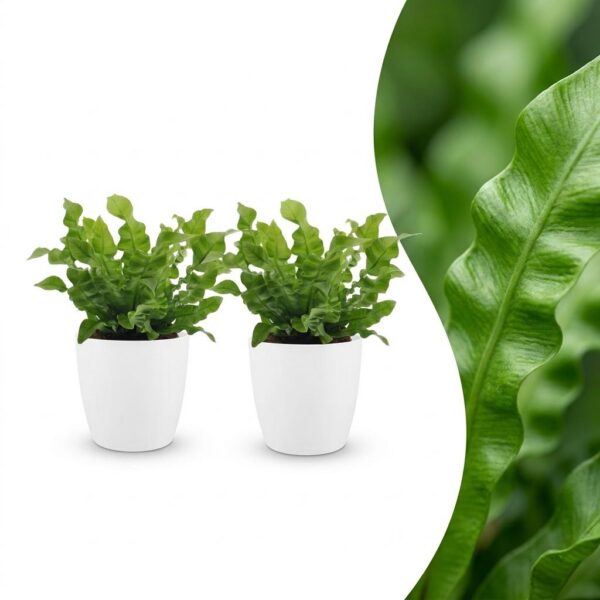 thumbnail_6000-120.jpg Asplenium Crispy Wave - Asplenium Crispy Wave - 2 Planten - met Potter Wit