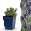 Lavandula ang. Munstead - Lavendel - Geurend - Paars