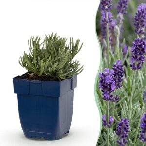 thumbnail_6000-1203.jpg Lavandula ang. Munstead - Lavendel - Geurend - Paars