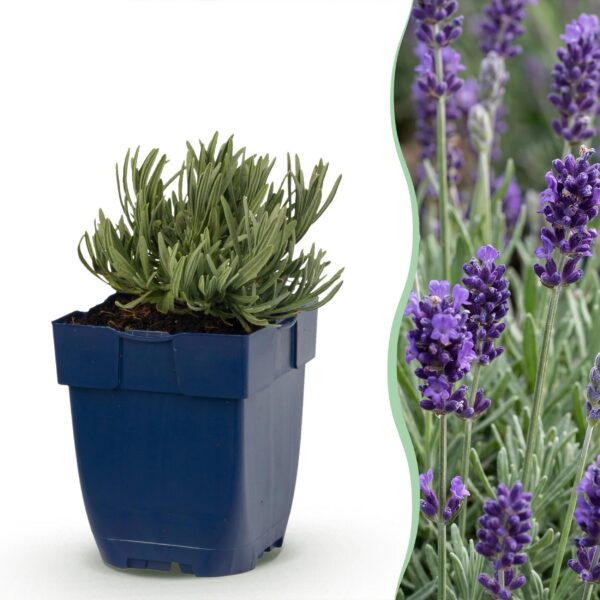 thumbnail_6000-1203.jpg Lavandula ang. Munstead - Lavendel - Geurend - Paars