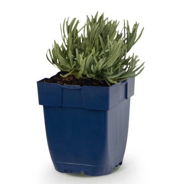 thumbnail_6000-1204.jpg Lavandula ang. Munstead - Lavendel - Geurend - Paars