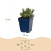 Lavandula ang. Munstead - Lavendel - Geurend - Paars
