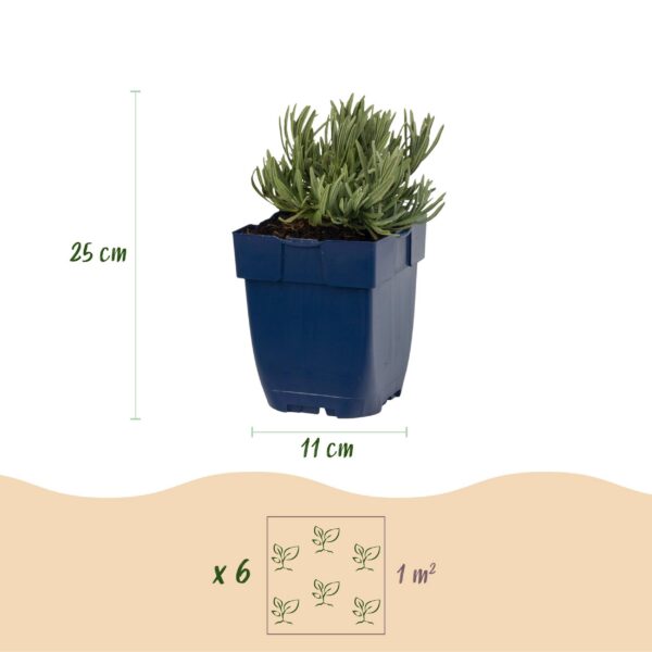 thumbnail_6000-1205.jpg Lavandula ang. Munstead - Lavendel - Geurend - Paars