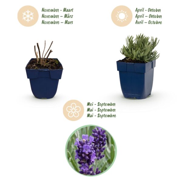 thumbnail_6000-1206.jpg Lavandula ang. Munstead - Lavendel - Geurend - Paars