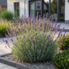 Lavandula ang. Munstead - Lavendel - Geurend - Paars