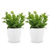 Asplenium Crispy Wave - Asplenium Crispy Wave - 2 Planten - met Potter Wit