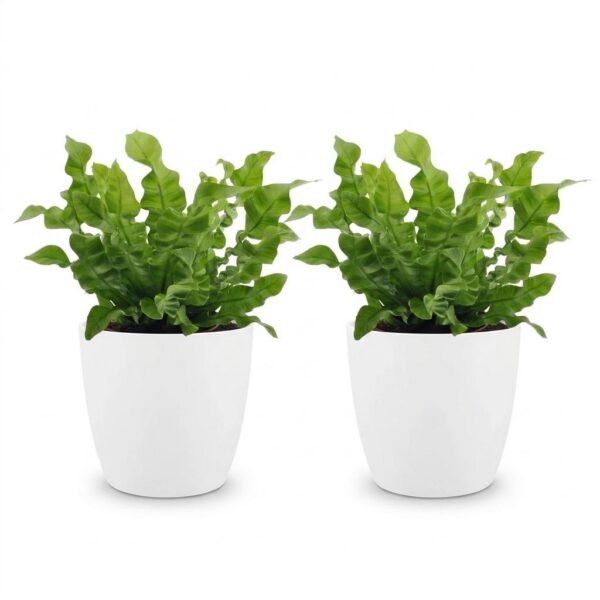 thumbnail_6000-121.jpg Asplenium Crispy Wave - Asplenium Crispy Wave - 2 Planten - met Potter Wit