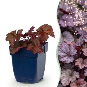 thumbnail_6000-1215.jpg Heuchera micr. Palace Purple - Purperklokje - Schaduw - Paars