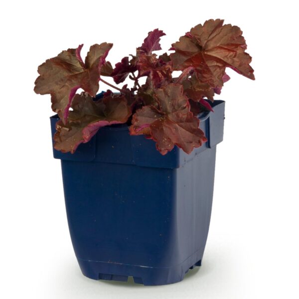 Heuchera micr. Palace Purple - Purperklokje - Schaduw - Paars