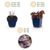 Heuchera micr. Palace Purple - Purperklokje - Schaduw - Paars