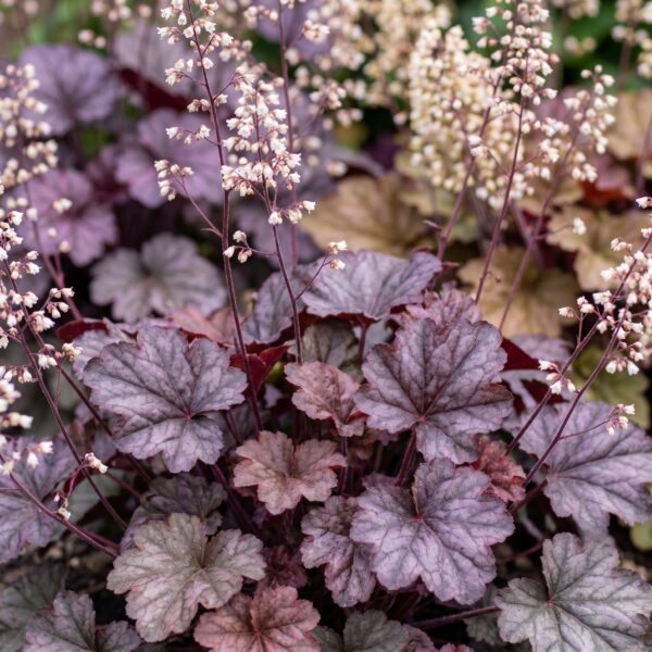 Heuchera micr. Palace Purple - Purperklokje - Schaduw - Paars