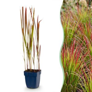 thumbnail_6000-1227.jpg Imperata cylindrica Red Baron - Japans bloedgras - Rode uitlopers - Rood