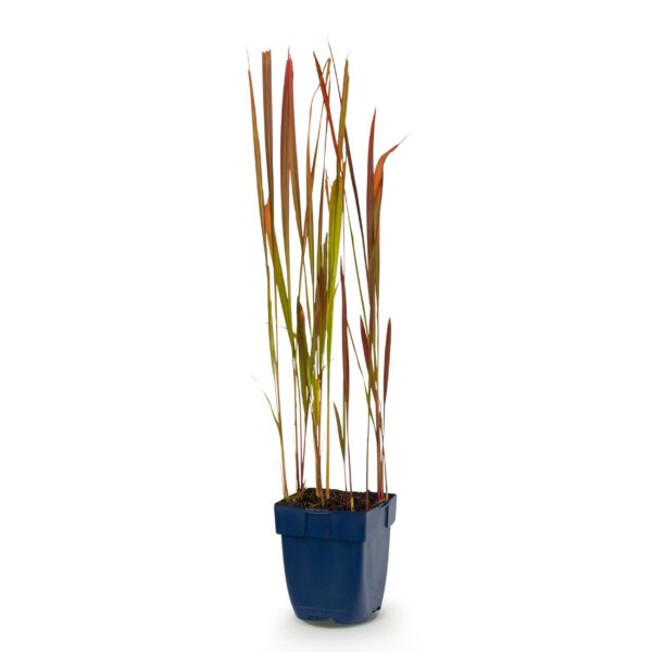 Imperata cylindrica Red Baron - Japans bloedgras - Rode uitlopers - Rood