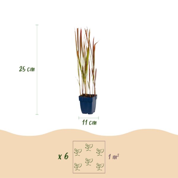 Imperata cylindrica Red Baron - Japans bloedgras - Rode uitlopers - Rood