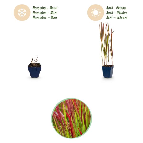 Imperata cylindrica Red Baron - Japans bloedgras - Rode uitlopers - Rood