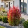 Imperata cylindrica Red Baron - Japans bloedgras - Rode uitlopers - Rood