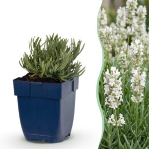 thumbnail_6000-1239.jpg Lavandula ang. Edelweiss - Lavendel - Geurend - Wit