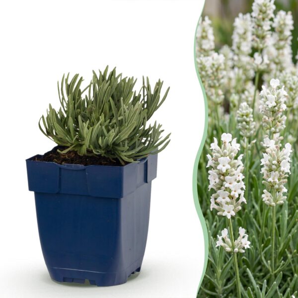 thumbnail_6000-1239.jpg Lavandula ang. Edelweiss - Lavendel - Geurend - Wit