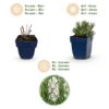 Lavandula ang. Edelweiss - Lavendel - Geurend - Wit
