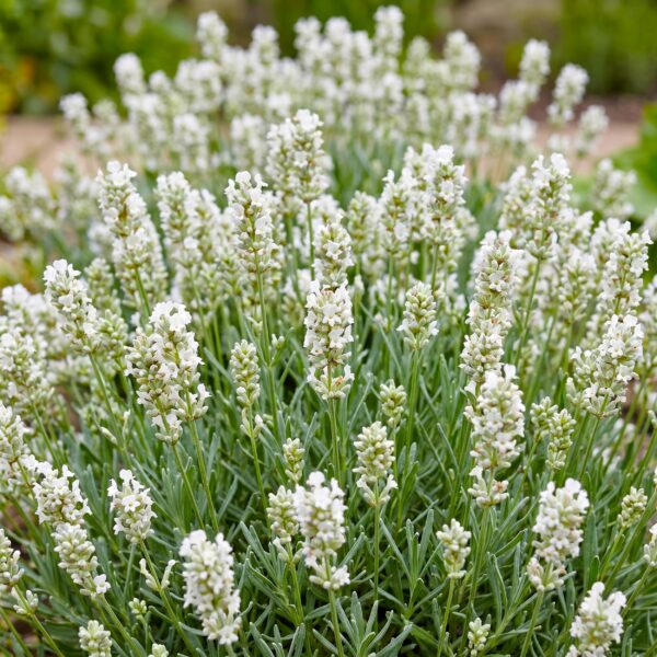 thumbnail_6000-1243.jpg Lavandula ang. Edelweiss - Lavendel - Geurend - Wit