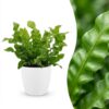 Asplenium Crispy Wave - Asplenium Crispy Wave - met Potter Wit