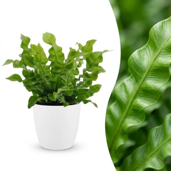 thumbnail_6000-125.jpg Asplenium Crispy Wave - Asplenium Crispy Wave - met Potter Wit