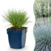 Festuca glauca - Blauwgras - Groenblijvend - Blauw