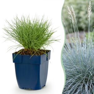 thumbnail_6000-1251.jpg Festuca glauca - Blauwgras - Groenblijvend - Blauw