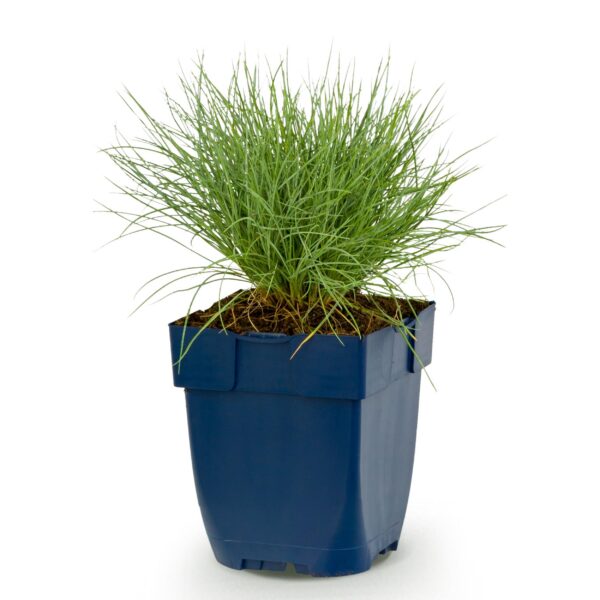 thumbnail_6000-1252.jpg Festuca glauca - Blauwgras - Groenblijvend - Blauw