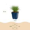 Festuca glauca - Blauwgras - Groenblijvend - Blauw