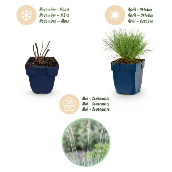 thumbnail_6000-1254.jpg Festuca glauca - Blauwgras - Groenblijvend - Blauw