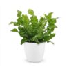 Asplenium Crispy Wave - Asplenium Crispy Wave - met Potter Wit