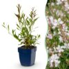 Gaura lindh. Whirling Butterflies - Prachtkaars - Bijen- en vlinderlokkers - Wit