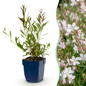 thumbnail_6000-1263.jpg Gaura lindh. Whirling Butterflies - Prachtkaars - Bijen- en vlinderlokkers - Wit