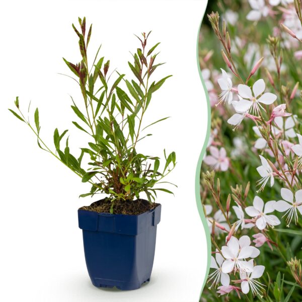 thumbnail_6000-1263.jpg Gaura lindh. Whirling Butterflies - Prachtkaars - Bijen- en vlinderlokkers - Wit