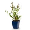 Gaura lindh. Whirling Butterflies - Prachtkaars - Bijen- en vlinderlokkers - Wit