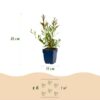 Gaura lindh. Whirling Butterflies - Prachtkaars - Bijen- en vlinderlokkers - Wit