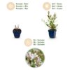 Gaura lindh. Whirling Butterflies - Prachtkaars - Bijen- en vlinderlokkers - Wit
