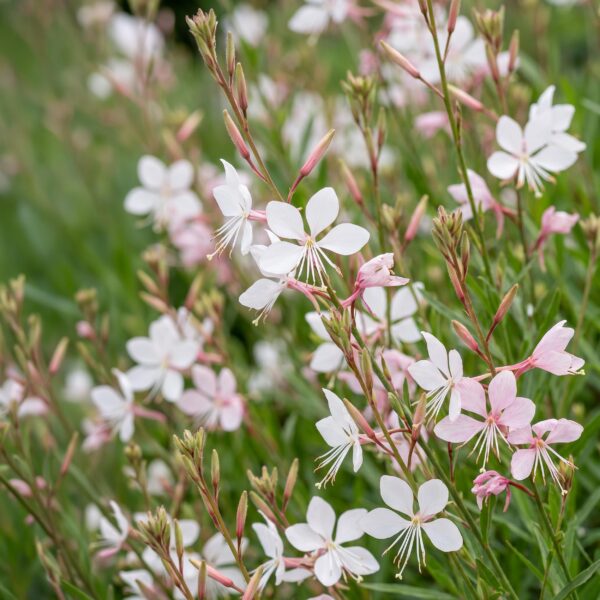 thumbnail_6000-1267.jpg Gaura lindh. Whirling Butterflies - Prachtkaars - Bijen- en vlinderlokkers - Wit