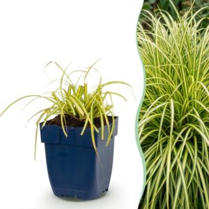thumbnail_6000-1275.jpg Carex oshimensis Evergold - Japanse Zegge - Groenblijvend - Geel-Groen