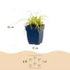 Carex oshimensis Evergold - Japanse Zegge - Groenblijvend - Geel-Groen