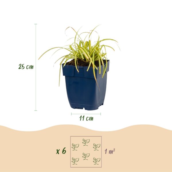 thumbnail_6000-1276.jpg Carex oshimensis Evergold - Japanse Zegge - Groenblijvend - Geel-Groen