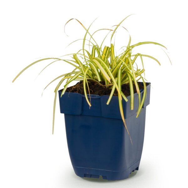 thumbnail_6000-1277.jpg Carex oshimensis Evergold - Japanse Zegge - Groenblijvend - Geel-Groen