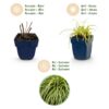 Carex oshimensis Evergold - Japanse Zegge - Groenblijvend - Geel-Groen
