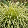 Carex oshimensis Evergold - Japanse Zegge - Groenblijvend - Geel-Groen