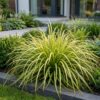 Carex oshimensis Evergold - Japanse Zegge - Groenblijvend - Geel-Groen
